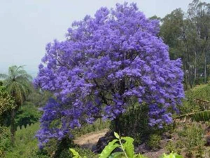 10 x JACARANDA SEEDS-LAVENDER BLUE FLOWERS-ICONIC HARDY GARDEN SHADE TREE - Picture 1 of 6