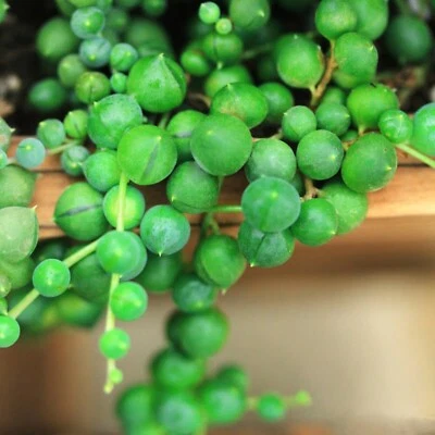 Lithops bonsai SS0063 Living Stones Flower Succulent Cactus Rare Succulent seeds - Image 1 of 4