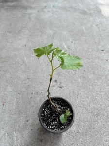 Kyoho Grape With Pot 10” Live Plant Ready To Plant - Picture 1 of 4