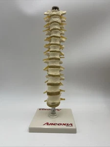 Arcoxia Thoracic Spine Vertebrae Anatomical Model Anatomy - Picture 1 of 5
