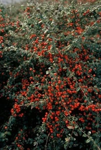Teppichmispel - Cotoneaster suec. 'Coral Beauty' - ↕10-25cm - Ø9cm - 40 Stück - Bild 1 von 8