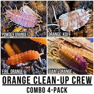 Orange Isopods & Springtails (Combo 4-Pack) | BioActive Terrarium Clean-Up Crew - Picture 1 of 1