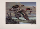 OREGON #9 1992  DUCK STAMP PRINT GREEN WINGED TEAL by  Kip Richmond  C.E.