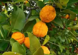 CITRUS limon BUSH – Zwergaustralischer Zitronenbaum – 10 frische Samen - Bild 1 von 2