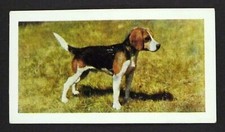 1 x card Hornimans Tea ≠ Dog ≠ Beagle ≠ No 4