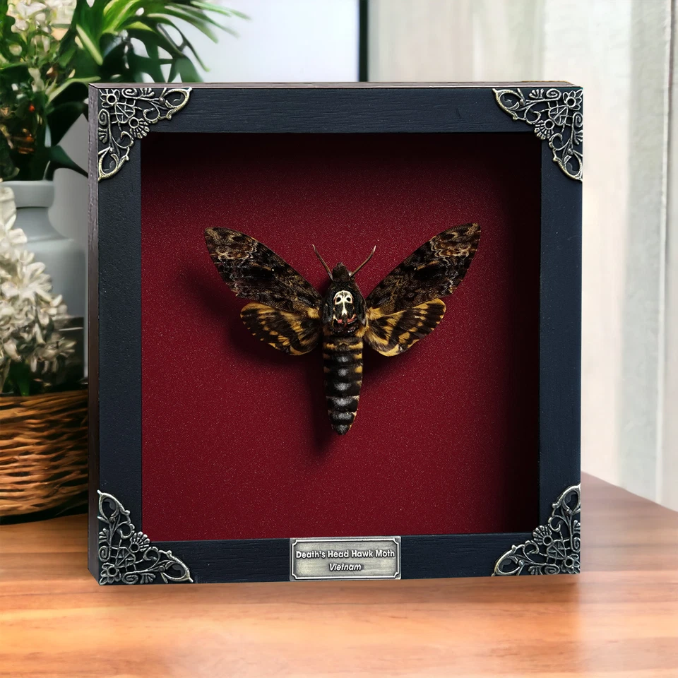 Gothic Gift Framed Skull Moth Real Death’s Head Taxidermy Collection Oddities - Image 1 of 4