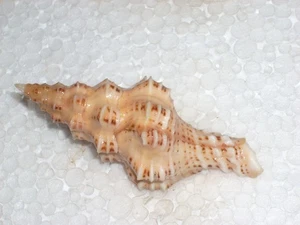 NODOLATIRUS RECURVIROSTRUS VERY BIG - Picture 1 of 2