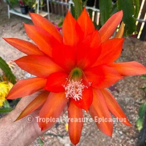 Epicactus 'Rossmore Kemsley of Kent - ROOTED Cutting - Aust. Hybrid - Picture 1 of 5