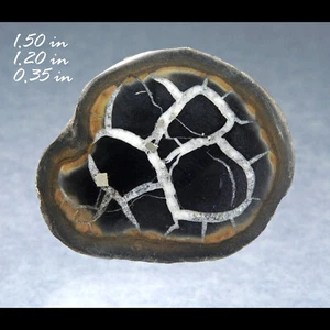 SEPTARISCHER DRACHENSTEINKNÖTCHEN HALBPOLIERT MAROKKO MINERALIEN EDELSTEINE - Bild 1 von 1