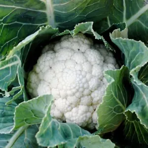 CAULIFLOWER Phenomenal Early 50 seeds Autumn Winter Vegetable garden Easy grow - Picture 1 of 3
