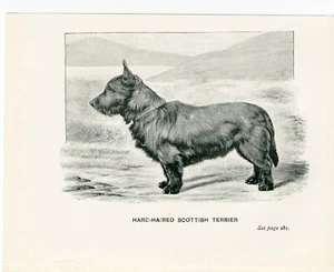 SCOTTISH TERRIER LITTLE OLD ANTIQUE 1900 DOG ART PRINT - Foto 1 di 1
