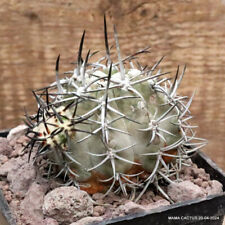 D3273 COPIAPOA MINIMA KK 1132 pot10-H6-W8 cm MaMa Cactus
