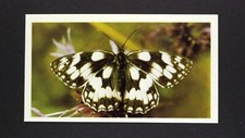 1 x Grandee Cigar card Butterfly - Marbled White ± No 3 ≠ Q33