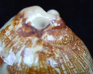seashell Cypraea mapa HIGH SPIRE 78 mm F++ - Imagen 1 de 5