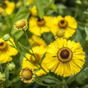 HELENIUM Bishop Yellow Riverton Beauty 50 SEEDS SUMMER PERENNIAL GARDEN PLANT - Picture 1 of 1