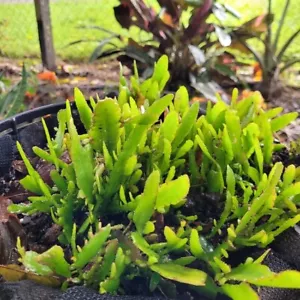 Rhipsalis 'Bits n Pieces'- live plant - Picture 1 of 5