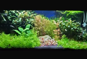 Dutch-Style Aquarium‼️ 80l - Bild 1 von 1