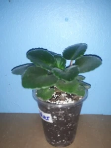 African Violet "Beau Jester " kleine Pflanze Usambaraveilchen. - Bild 1 von 5