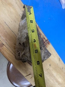 2 Cow Horn Raw Natural - Picture 1 of 4