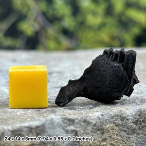 Kaninchenkieferfossil mit Zähnen (Sylvilagus floridanus) | Pleistozän | - Bild 1 von 1