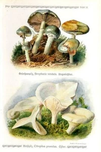 1913 GRAMBERG CROMOLITOGRAFIA Funghi: verdigris agarico, fungo mugnaio - Foto 1 di 3