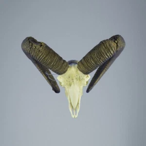 824MU Trofeo de caza de muflon, carnero, urial 80-76cm C.21cm ES - Imagen 1 de 4