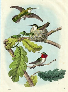 Vögel - Rubin-Koibriis . Altcolorierte Lithografie von 1862 - Bild 1 von 1