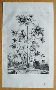 Alcea vesicaria - Grabado grande botánica Monting - 1696 - Imagen 1 de 1