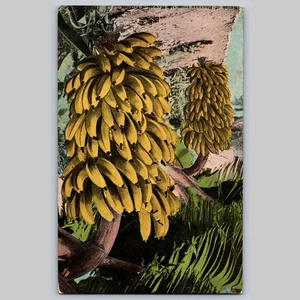 Postcard Bunch of Bananas Tropical Fruit Island Curio Co. - Picture 1 of 3