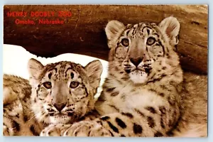 c1960 Omaha Nebraska NE carte postale ancienne Henry Doorly zoo léopards des neiges animal - Photo 1 sur 2