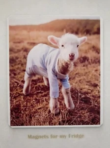 LAMB BABY SHEEP IN PAJAMAS PHOTO FRIDGE MAGNET - M155 F - Picture 1 of 1