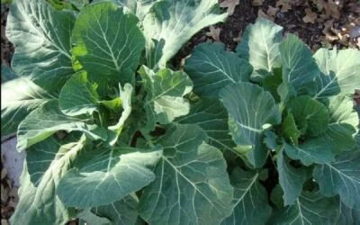 Collard Green Seeds,  Georgia Southern Collard Greens Seeds ,"COOL BEANS N SPROU - Image 1 of 2