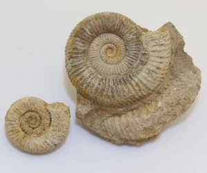 Ammoniten, Dactylioceras sp., Jura, Toarc, Feuguerolles, Normandie, FRA -L557 - Picture 1 of 7