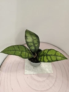 heavenly HOYA Hoya callistophylla black cat 6cm - Bild 1 von 3