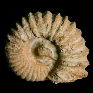 Fósil de amonita Acanthoceras 4,5" Agadir Marruecos 360 millones de años certificado de autenticidad - Imagen 1 de 8