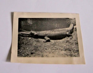 Gharial Crocodile REAL PHOTO Photograph Cairo Zoo Egypt Original Vintage 1940s - Picture 1 of 2