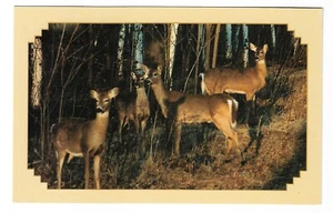 VTG Postcard Waiting for the Buck!  Does in the Forest Animals Deer - Picture 1 of 2