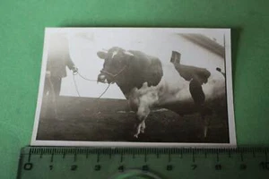 gran foto antigua - musculoso bulle blanco y negro - Imagen 1 de 1