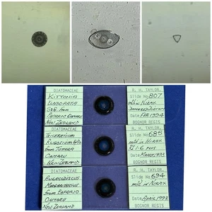 Juego de 3 diapositivas de microscopio de diatomeas vintage. Especie de Nueva Zelanda. Por Taylor. - Imagen 1 de 2