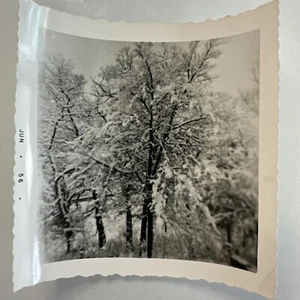Schneedecke Baum 1956 Vintage Foto Echtfoto Winter - Bild 1 von 2