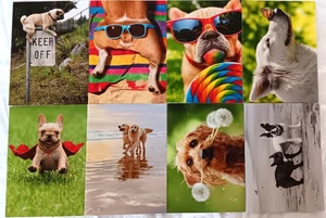 Lote de 8 Tarjetas Avanti Mixtas Prensa Perros Divertidos Tarjetas de Felicitación de Cumpleaños NUEVO - Imagen 1 de 4
