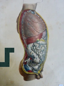 1850 ANATOMIE CHIRUGIE Dissection thorax abdomen bassin poumons 1 lithographie - Imagen 1 de 3