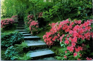 Azalea Fedora in Bloom, Japanese Garden, Portland, Oregon  Postcard - Picture 1 of 2