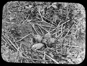 Diapositiva de linterna mágica un nido de alas huevos eclosión c1910 foto estudio de aves - Imagen 1 de 3
