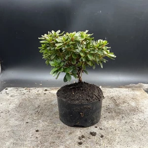 Shohin   Japanese Azalea Bonsai Tree - Picture 1 of 12