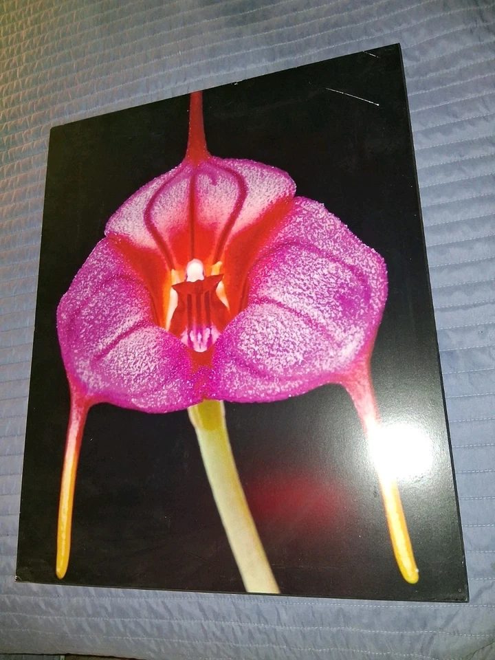 Art Print Poster Orchid - Image 1 of 1