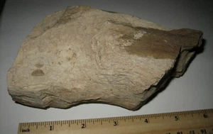 PIEDRA FÓSIL DE MADERA PETRIFICADA DE HIERRO PETRIFICADO RÍO COLORADO 5,5" 942 gramos *20 - Imagen 1 de 2