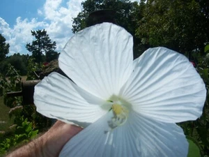 120+ "LUNA" WHITE Dinner Plate Hibiscus Flower Seeds - Hardy Perennial - Picture 1 of 2