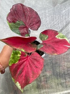 AUTÉNTICAS Caladium Legacy 1 bombillas - Imagen 1 de 4