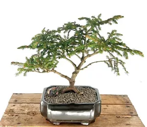 Dwarf Norway Spruce 'Pusch' Bonsai Tree 12" Tall Outdoor Picea Abies 'Pusch' - Picture 1 of 2